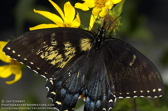 Papilio glaucus female (live, aberrant, mohican state park, ashland cnty, ohio, 7-29-2012) 3 (Internet Image property of respective owner, non-commercial use only)